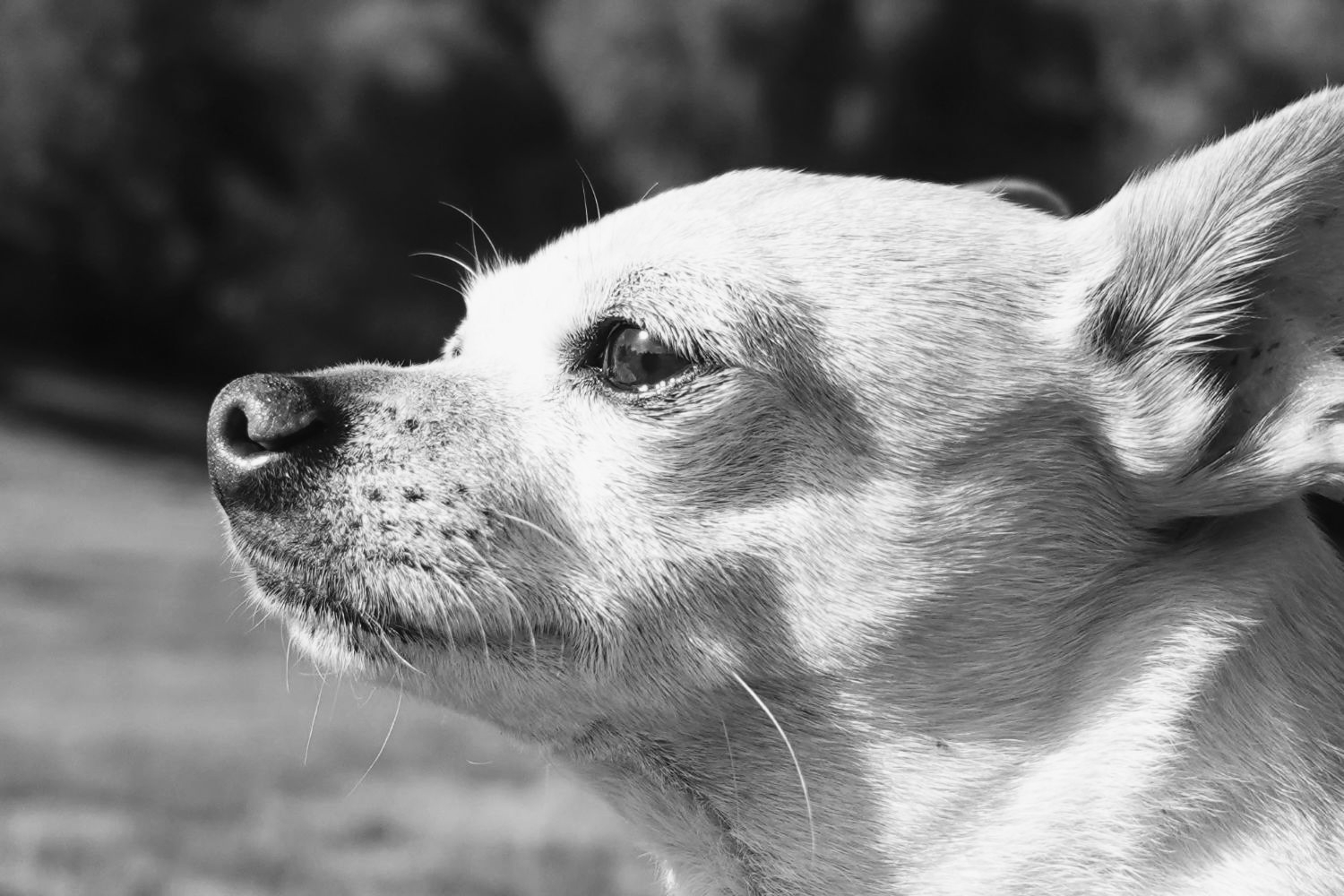 Black and white closeup photo of a chihuahua's face, looking to the left off into the distance