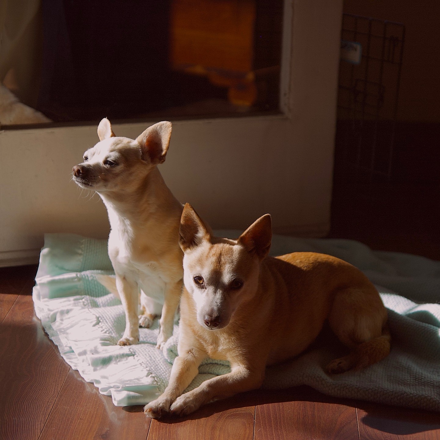 Two little dogs sitting on a blanket